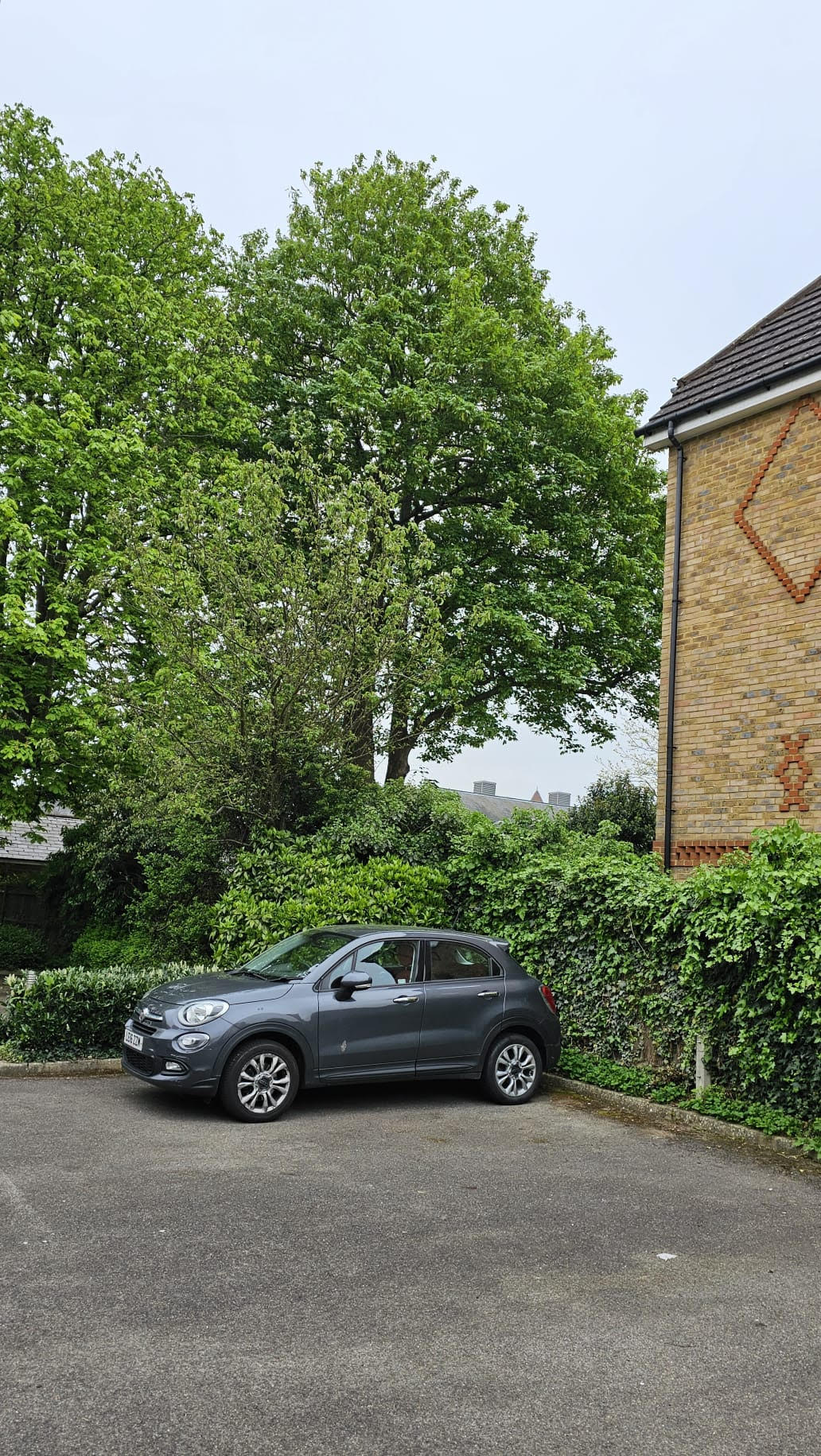 Tree Surgeons in London