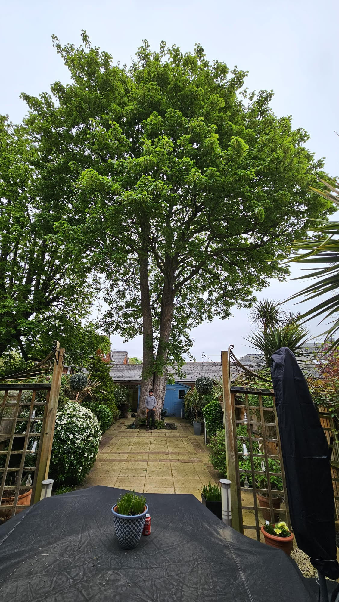 Tree Surgeons In London