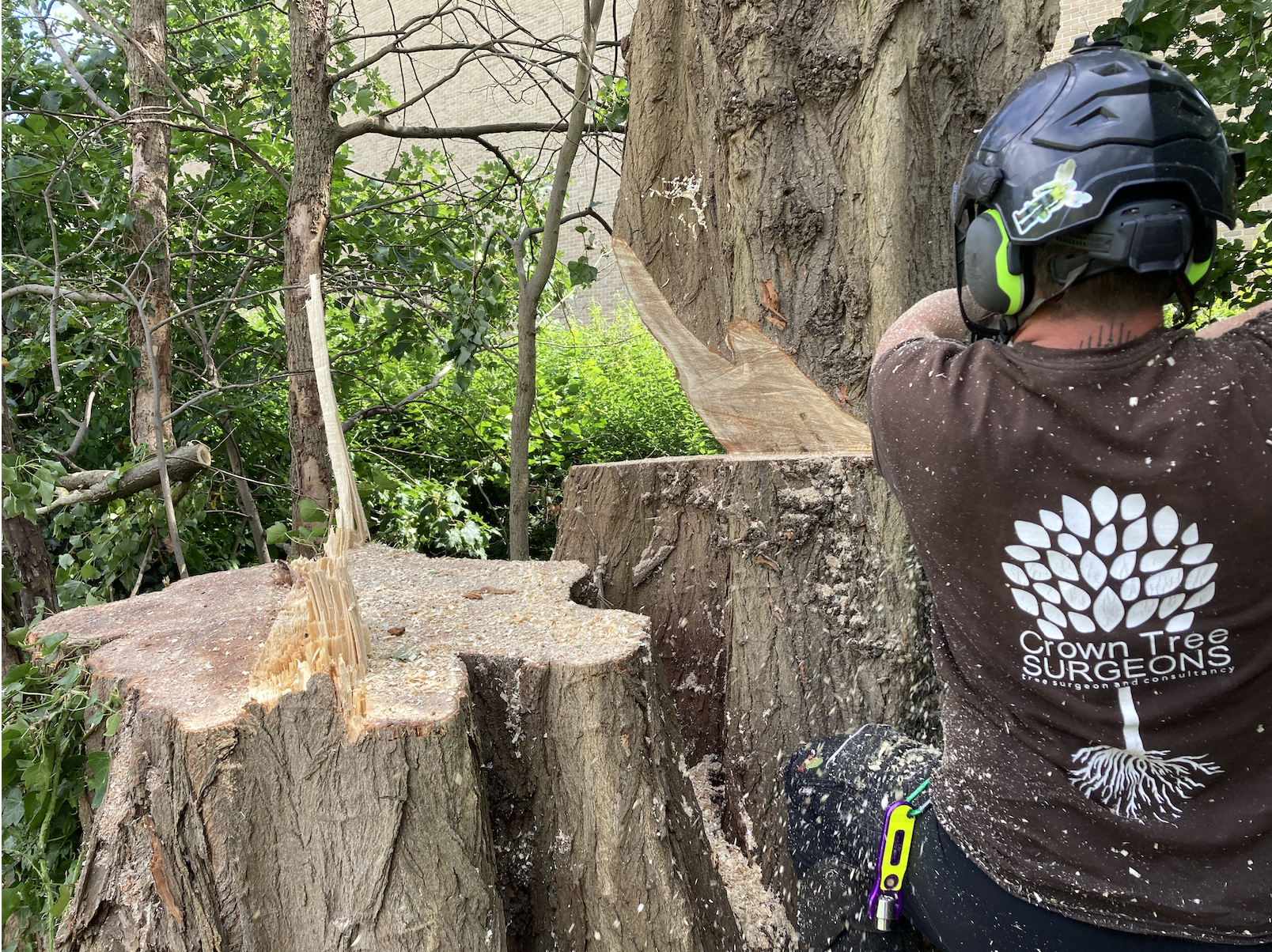 Tree Removal in Lewisham