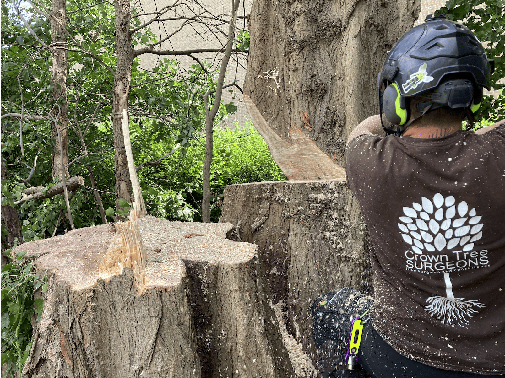 Tree Removal In Blackheath