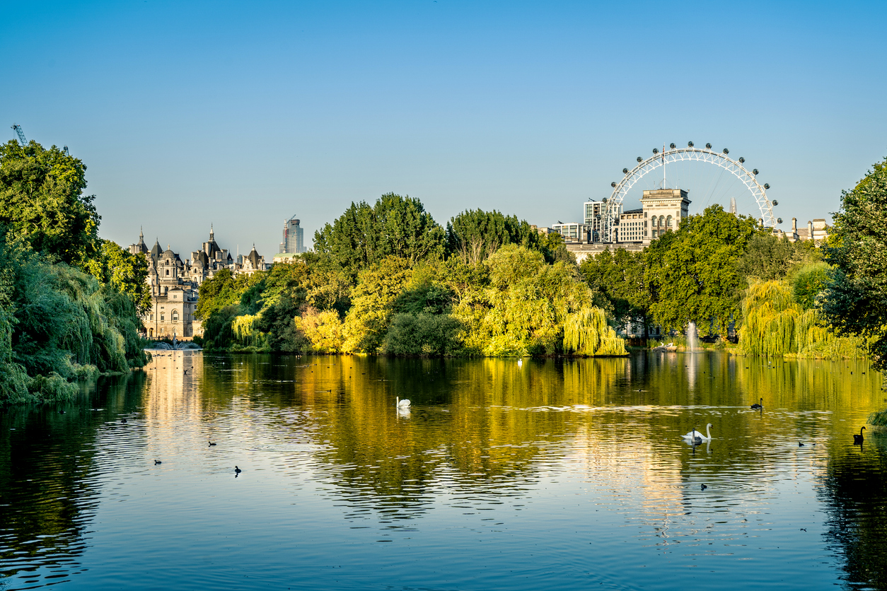 Tree Surgeons In London