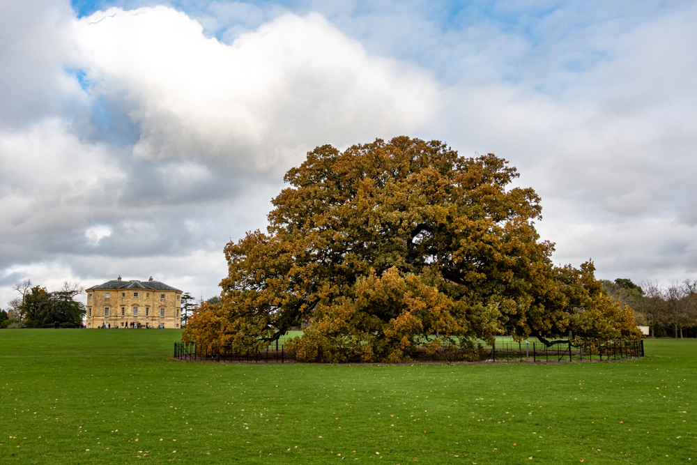 Tree Surgeons in Lewisham