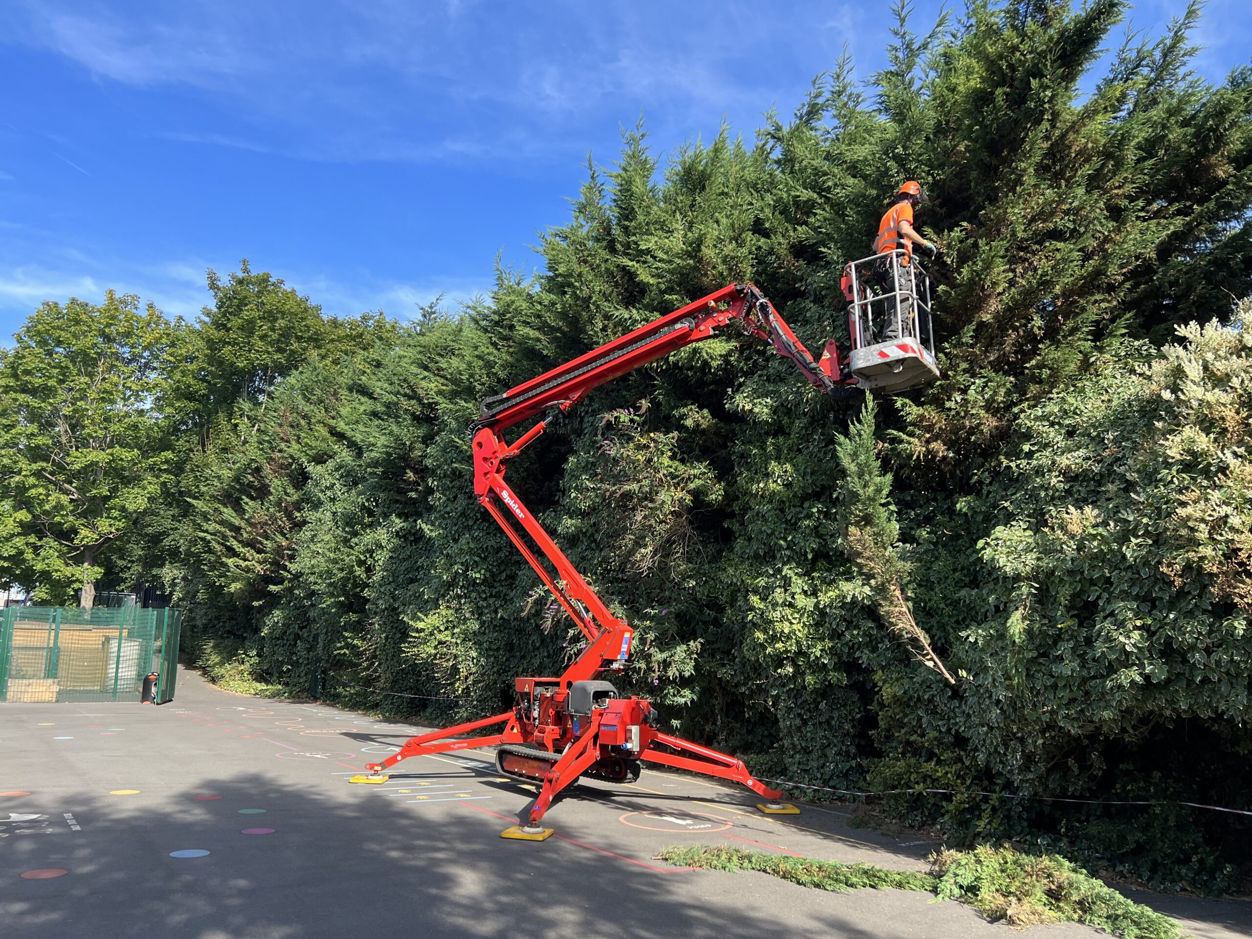 Tree Pruning in Greenwich