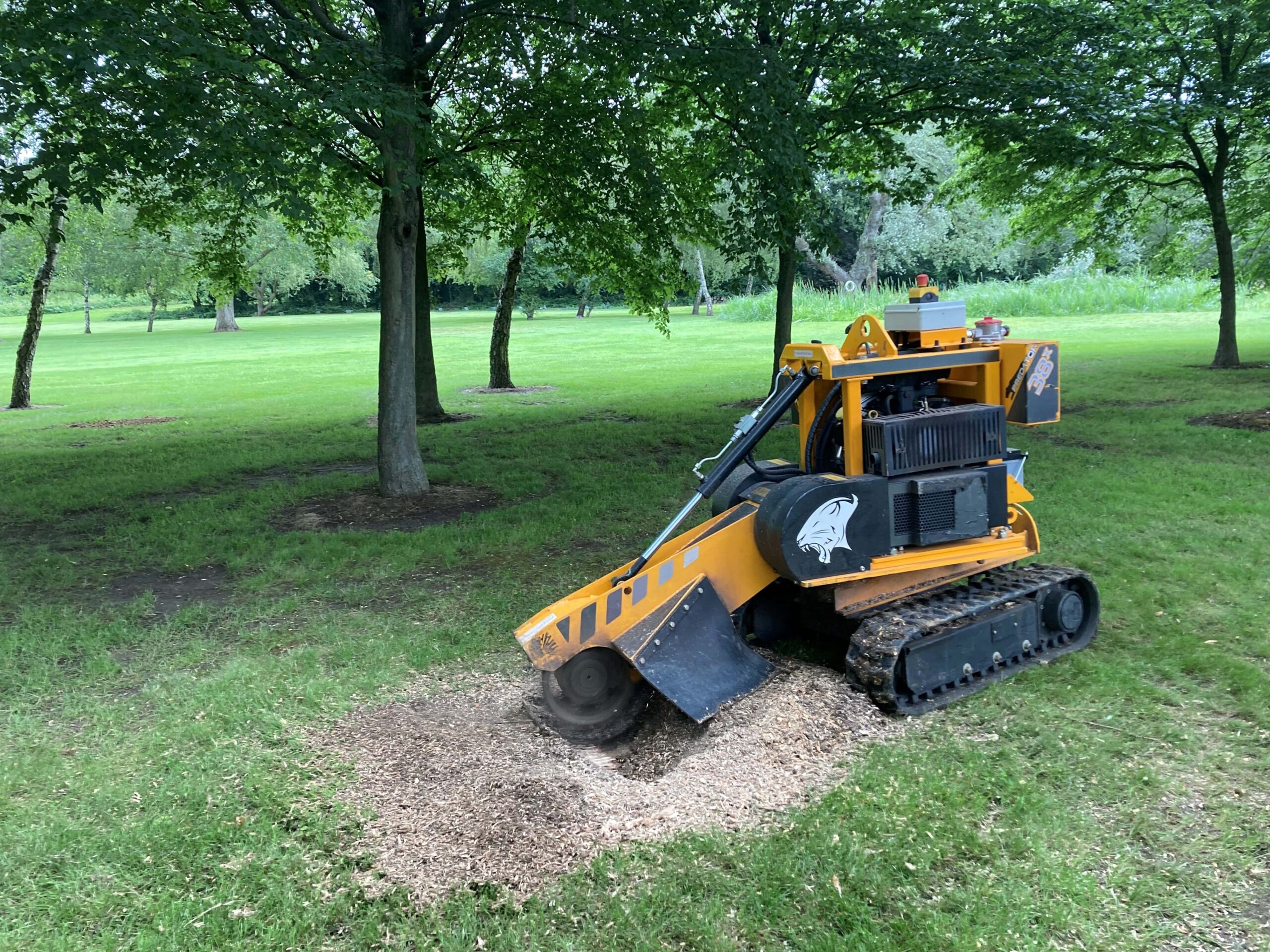 Tree Stump Removal in Blackheath