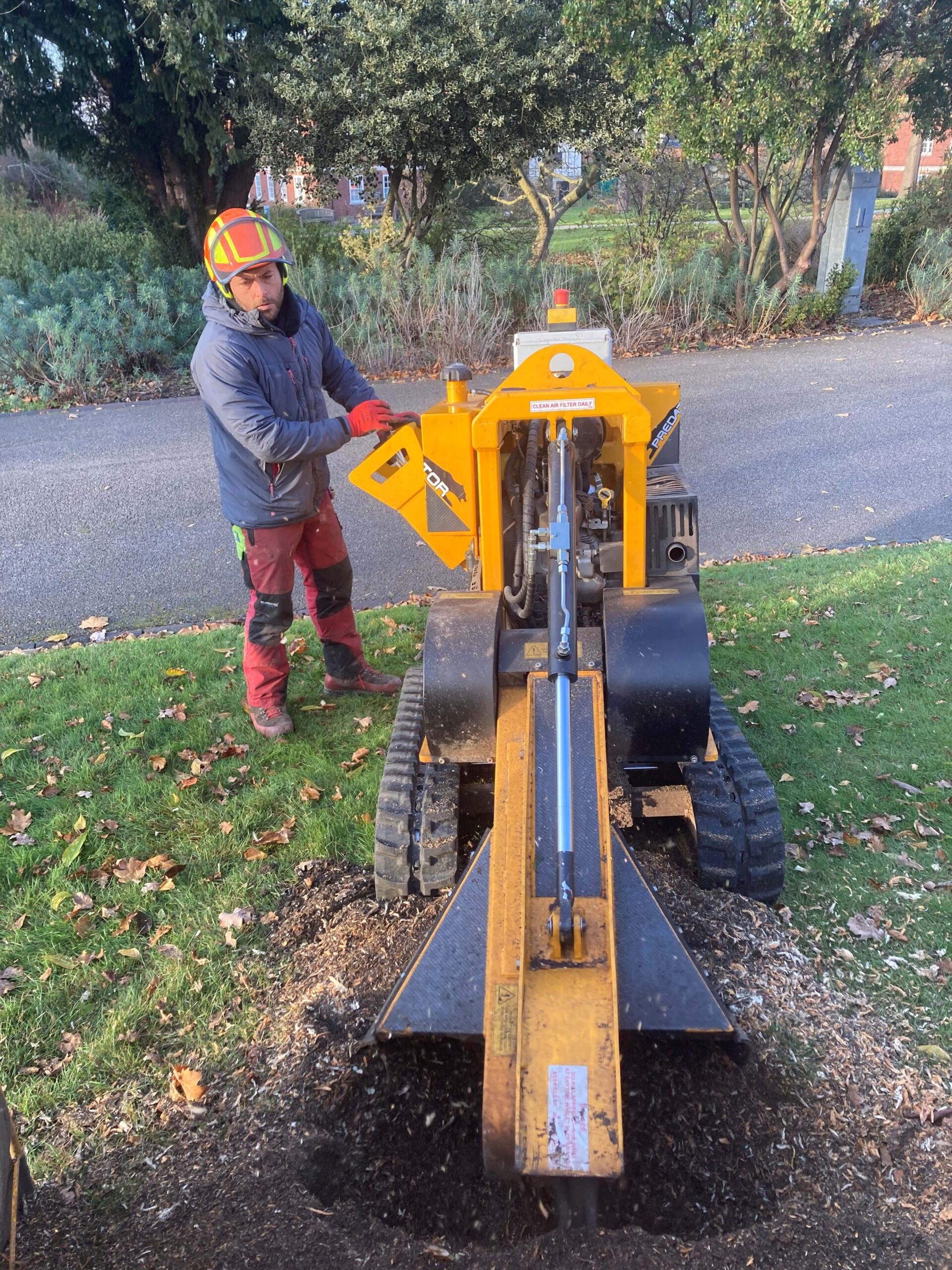 Tree Stump Removal in Bexley