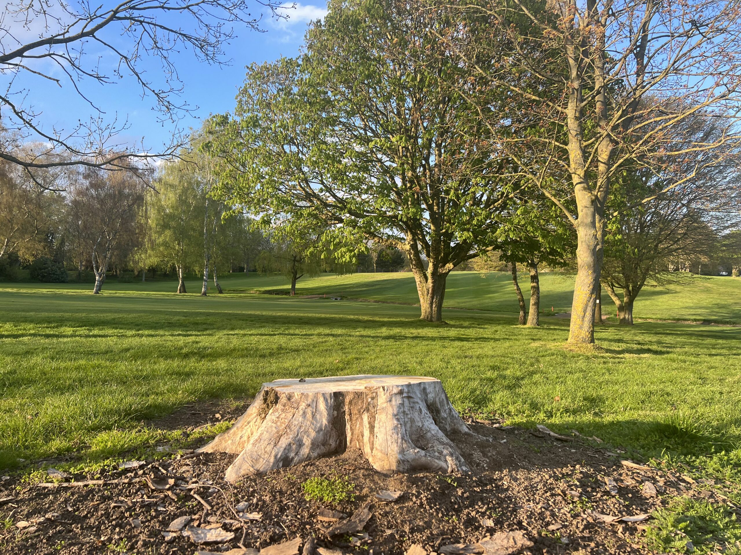 Tree Stump Removal in London