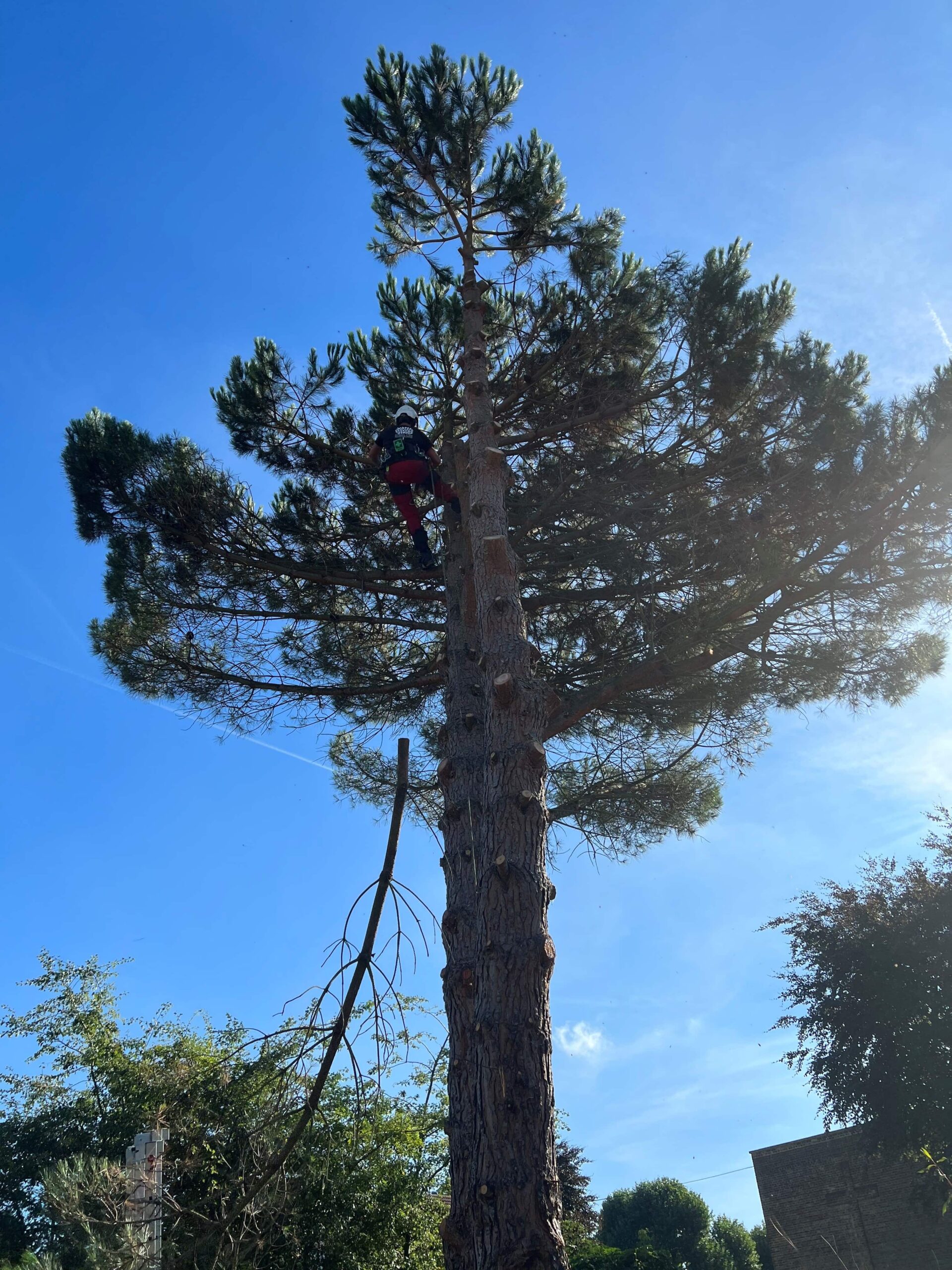 Tree Pruning in Bexley