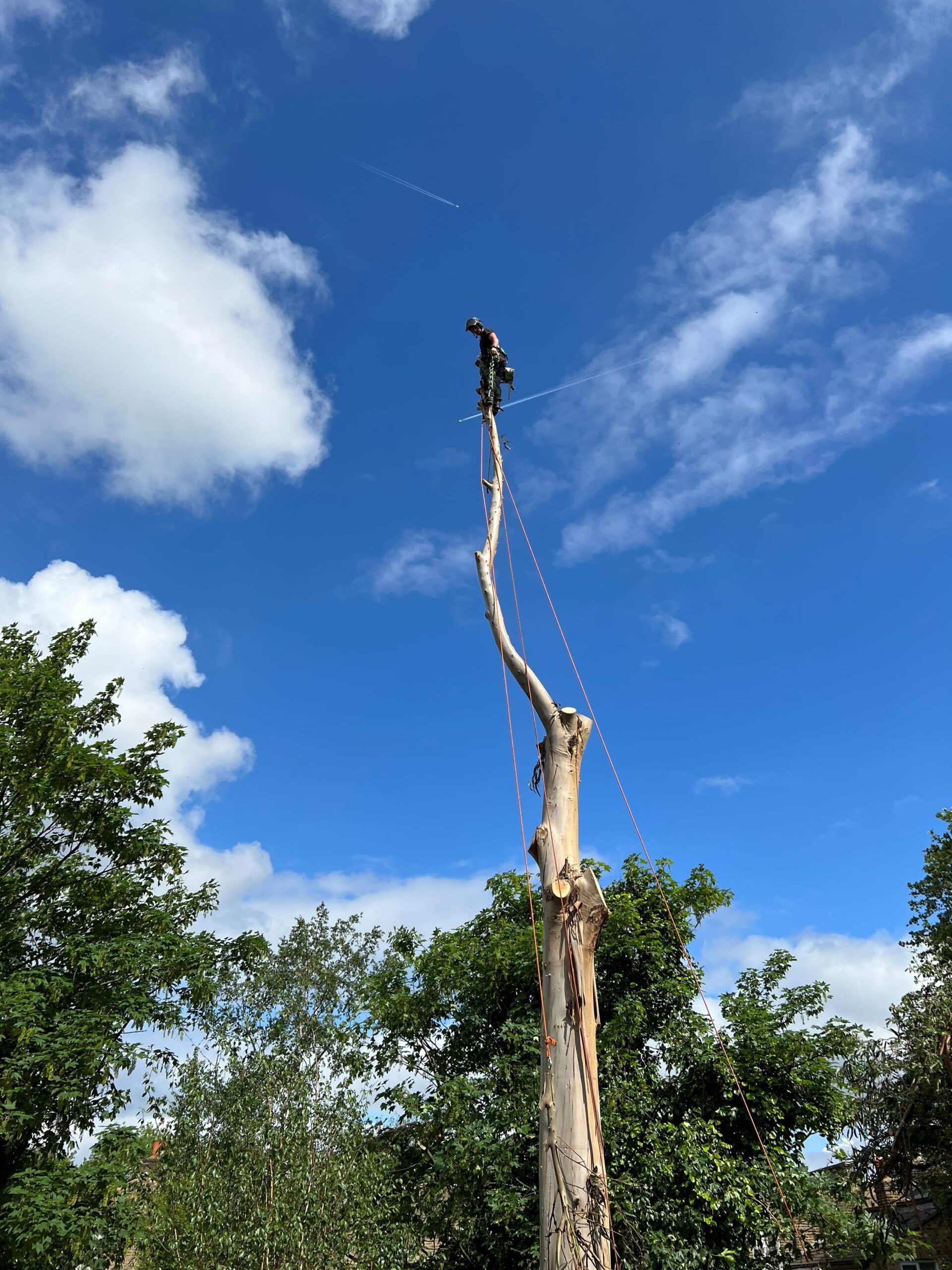 Tree Removal in Greenwich