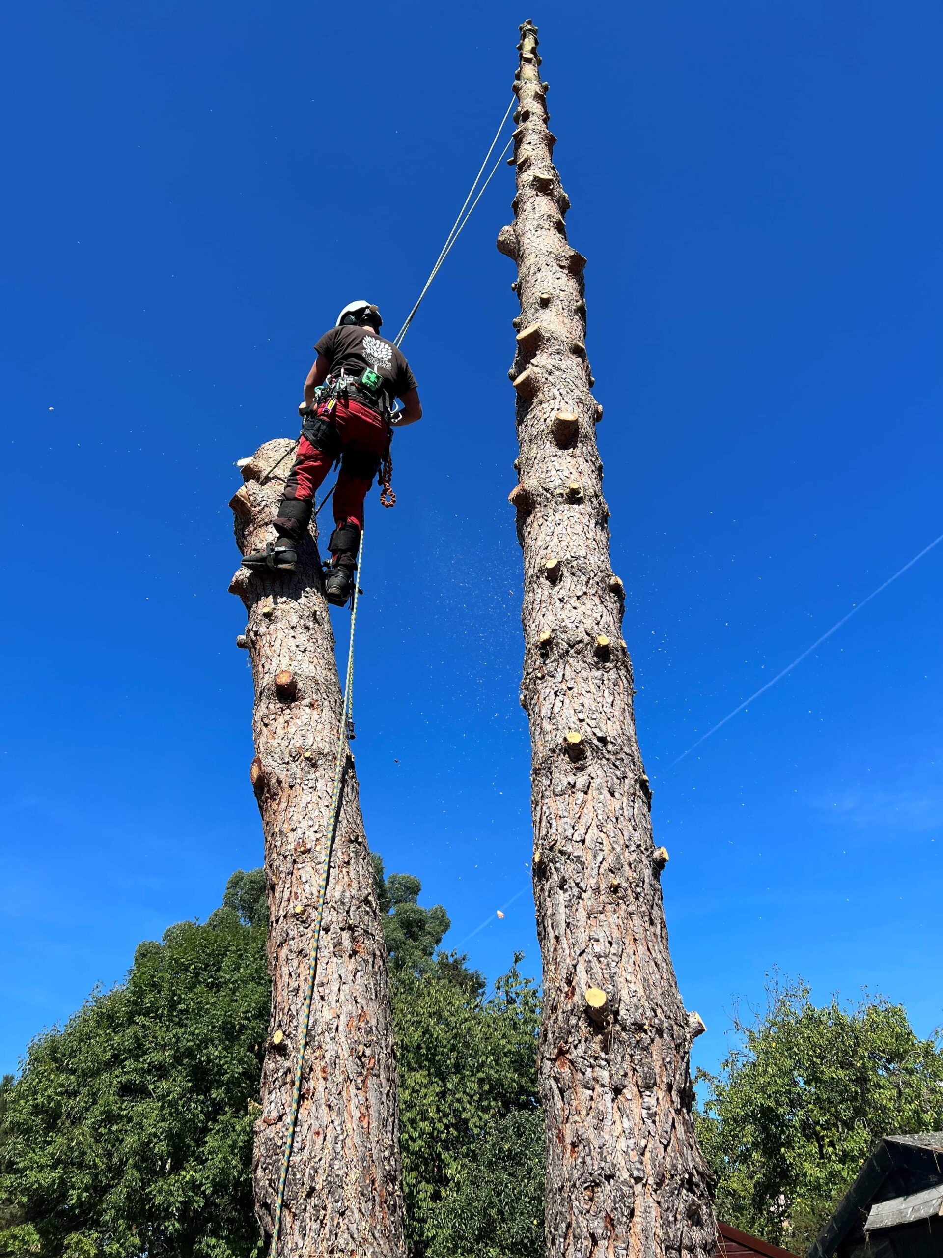 Tree Removal in Bexley