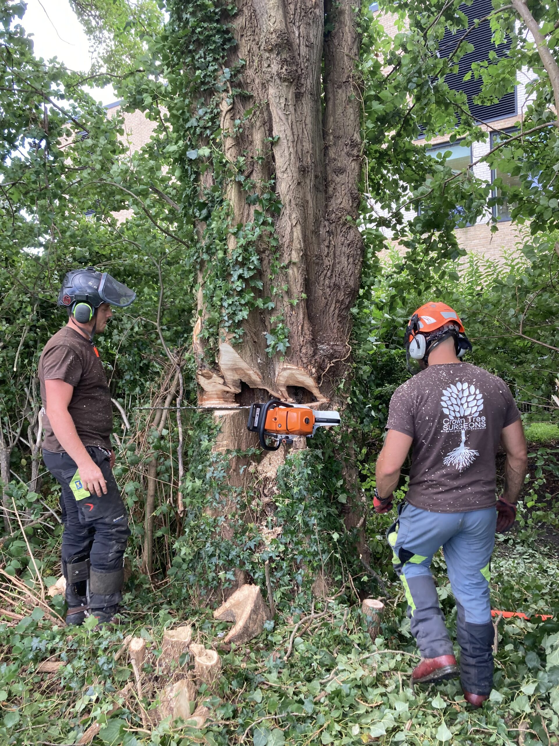 Tree Removal in London