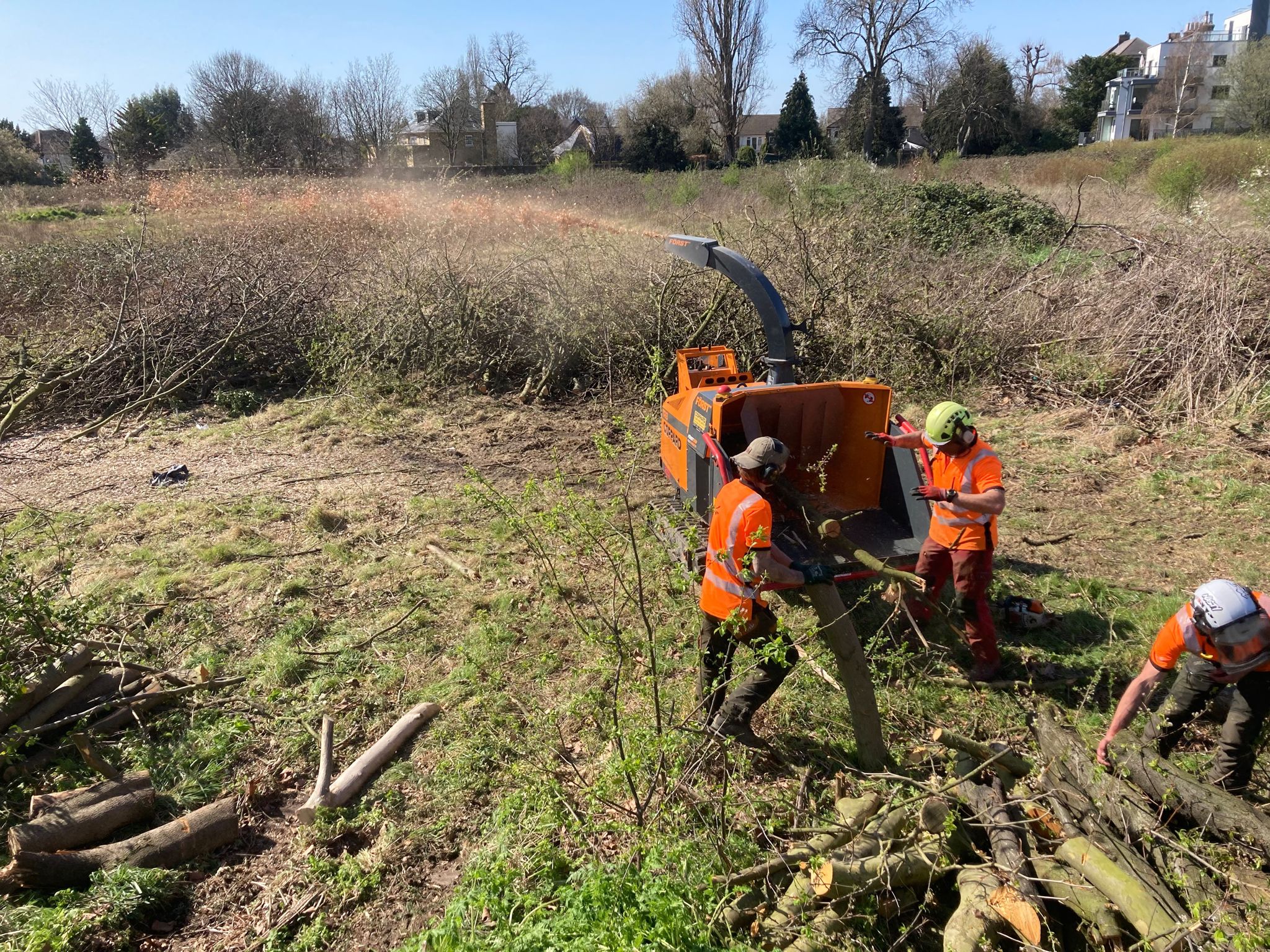 London Tree Surgeon